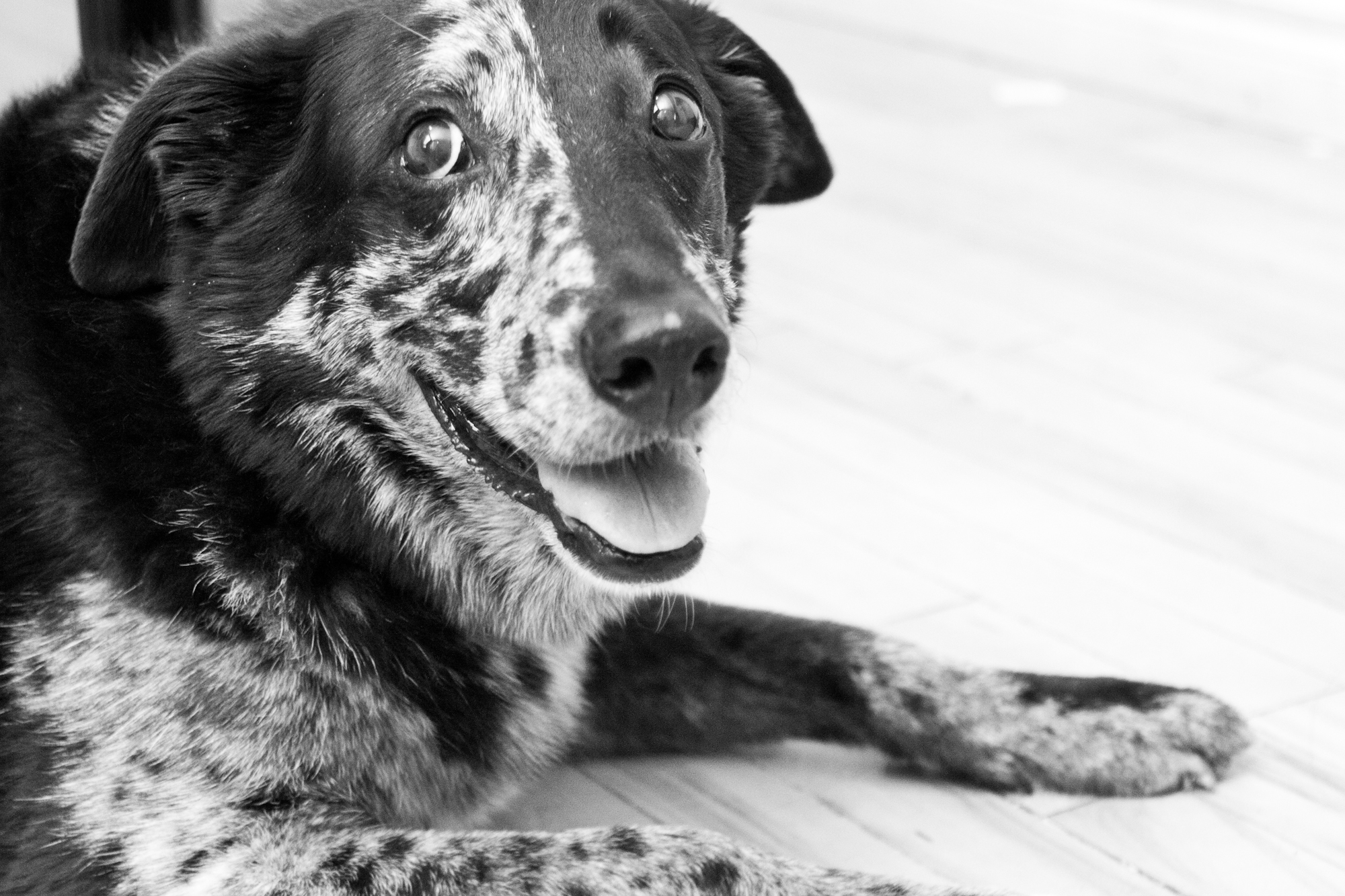 the coolest dog ever